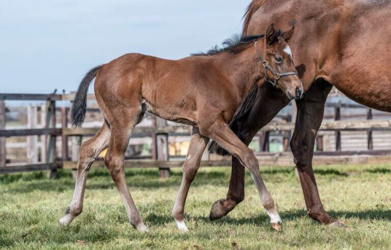 Cockney Dancer filly