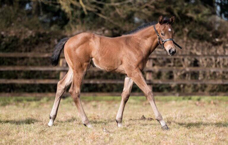 Critical Time filly