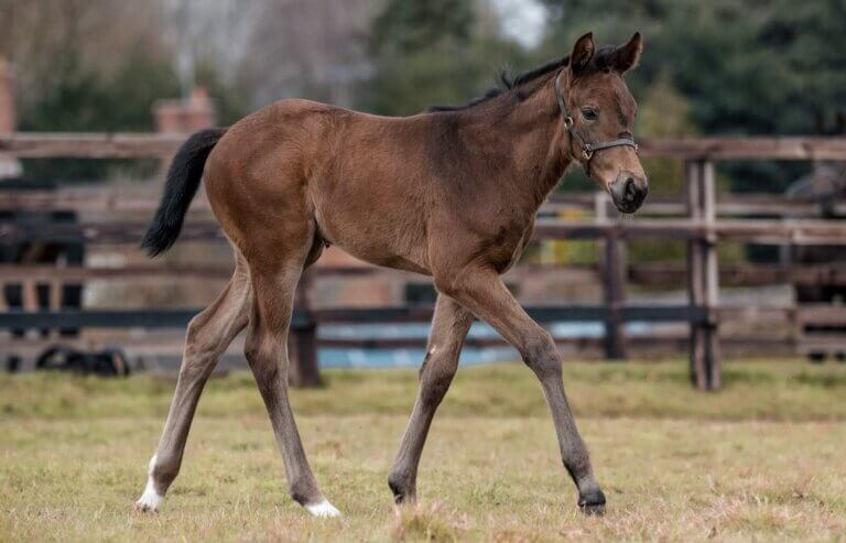maximum Effect Filly