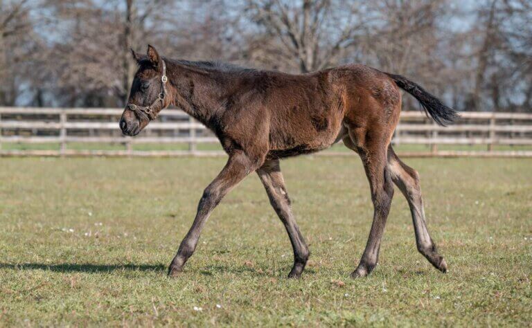 silky sue colt