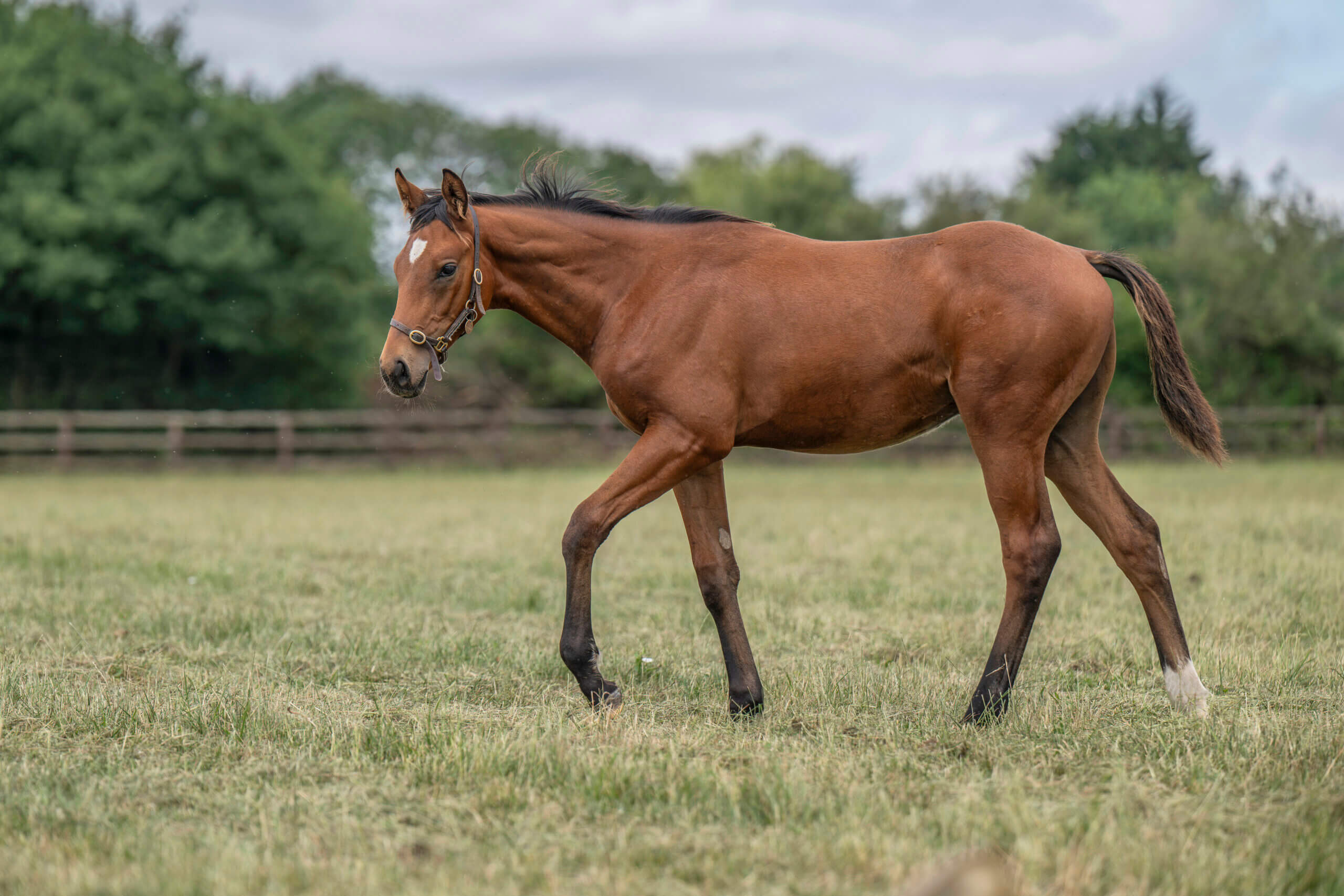 Shaquille x You're Back00022 final