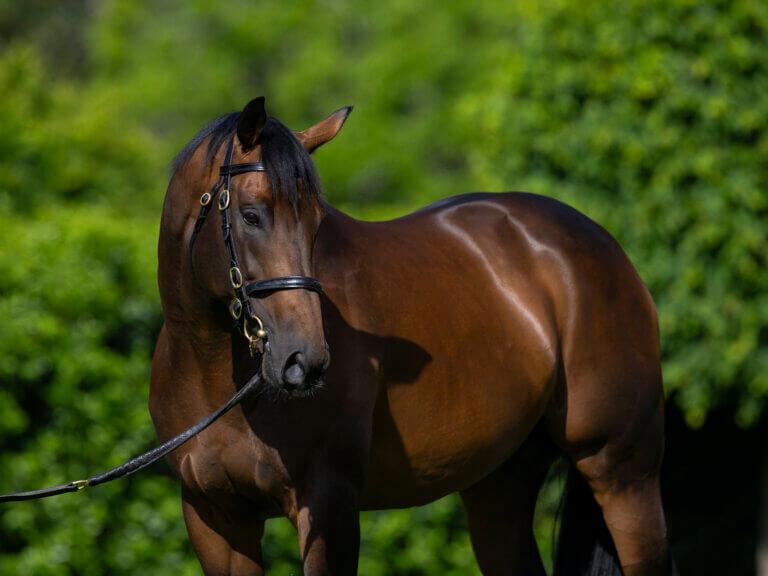 Time for Shaquille’s first yearlings to make their mark at the sales